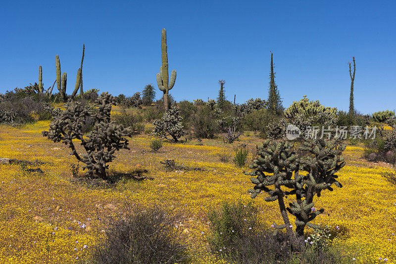 Goldfield Wildflowers with Cholla and Cardón Cacti in Baja California